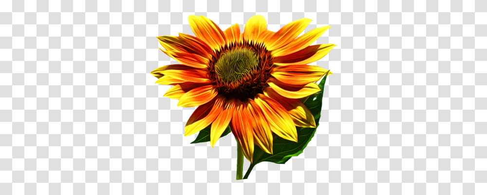 Sunflower Nature, Plant, Blossom, Petal Transparent Png