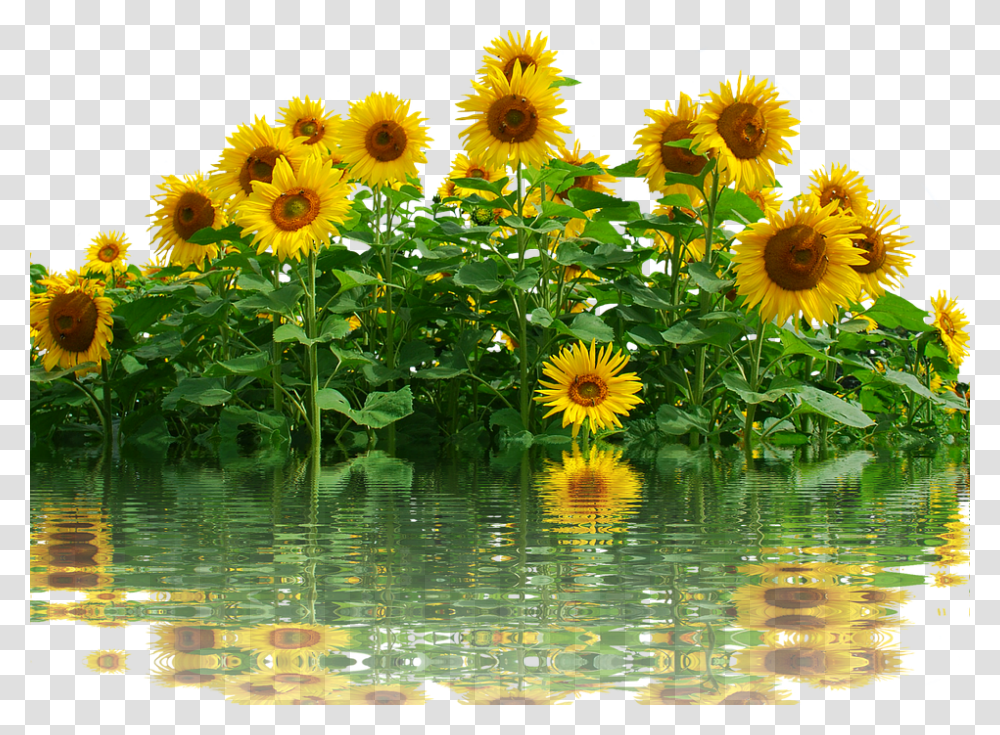 Sunflower 960, Plant, Blossom, Outdoors, Asteraceae Transparent Png
