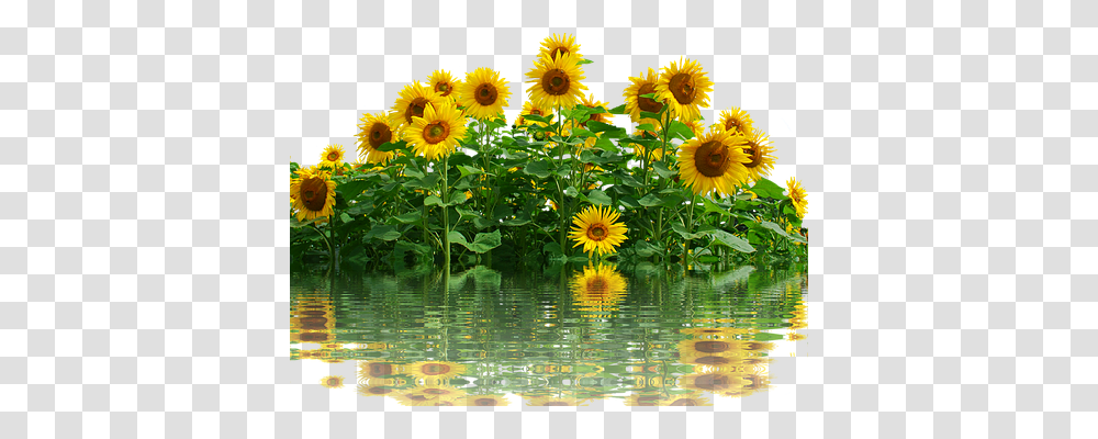 Sunflower Nature, Plant, Blossom, Land Transparent Png