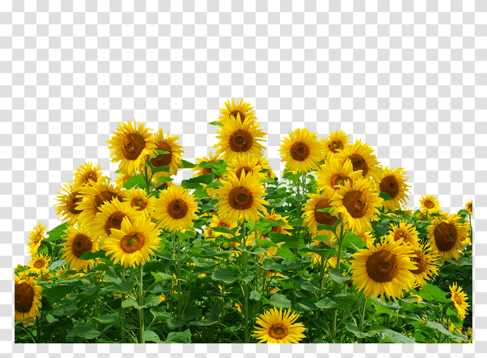 Sunflower 960, Plant, Blossom, Daisy, Daisies Transparent Png