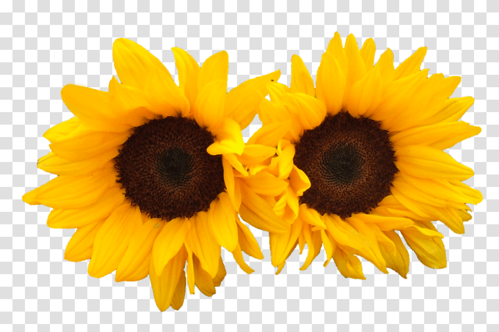 Sunflower 960, Plant, Blossom, Daisy, Daisies Transparent Png