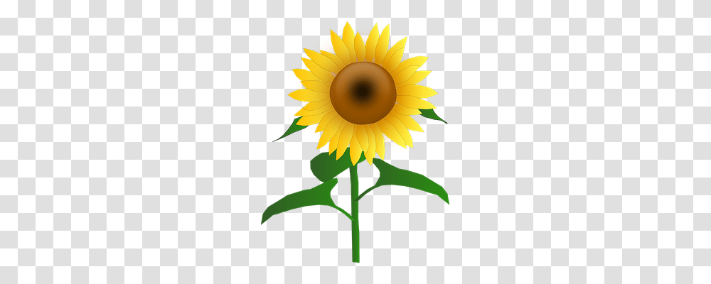 Sunflower Nature, Plant, Blossom Transparent Png