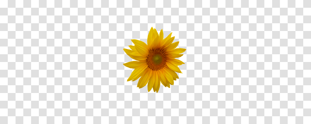 Sunflower Nature, Plant, Blossom, Daisy Transparent Png