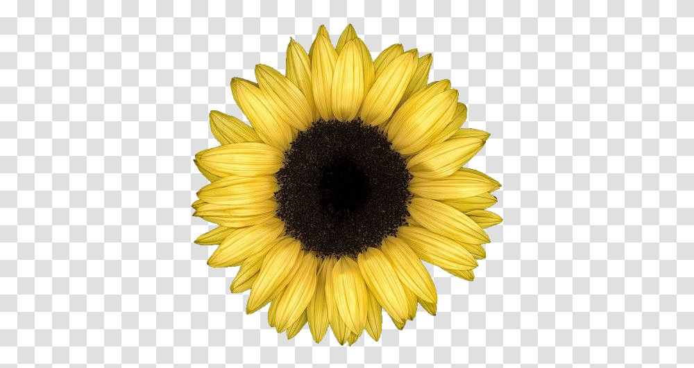 Sunflower Aesthetic Aesthetic Sunflower, Plant, Blossom, Daisy, Daisies Transparent Png