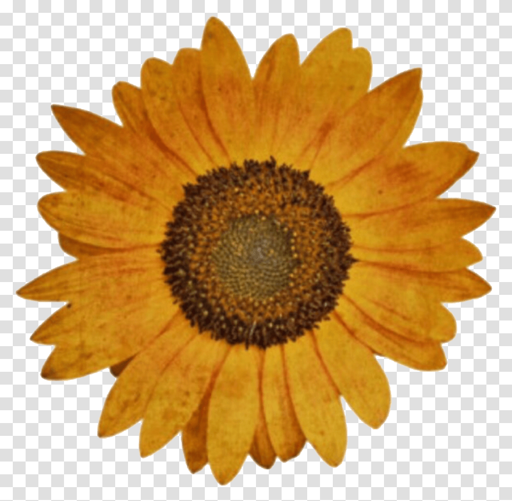 Sunflower Aesthetic Cute Aesthetic Flower, Plant, Blossom, Daisy, Daisies Transparent Png