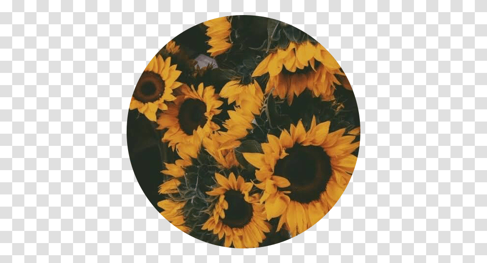 Sunflower Aesthetic Cute Wallpapers Sunflower, Painting, Art, Plant, Dahlia Transparent Png