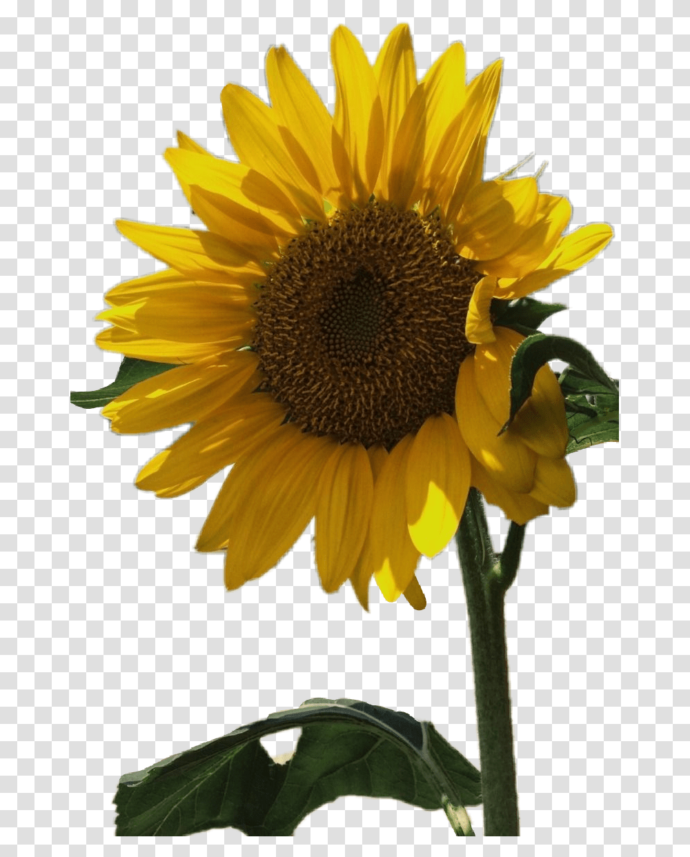 Sunflower Aesthetic Tumblr Yellow Flower Floral Yellow, Plant, Blossom, Daisy, Daisies Transparent Png