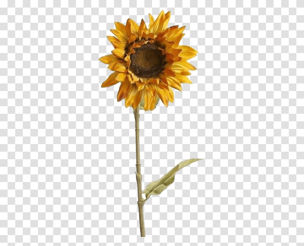Sunflower Aesthetic Yellow Tumblr Arthoe Pngsticker Background Aesthetic Sunflower, Plant, Blossom, Petal, Asteraceae Transparent Png
