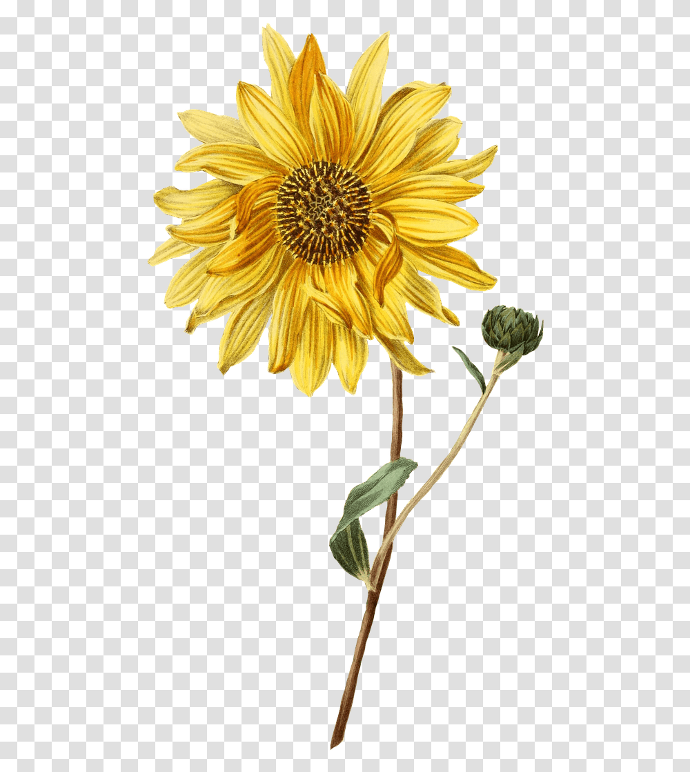 Sunflower And Bud Stickpng Simple Sunflower Watercolor Painting, Plant, Blossom, Treasure Flower, Daisy Transparent Png