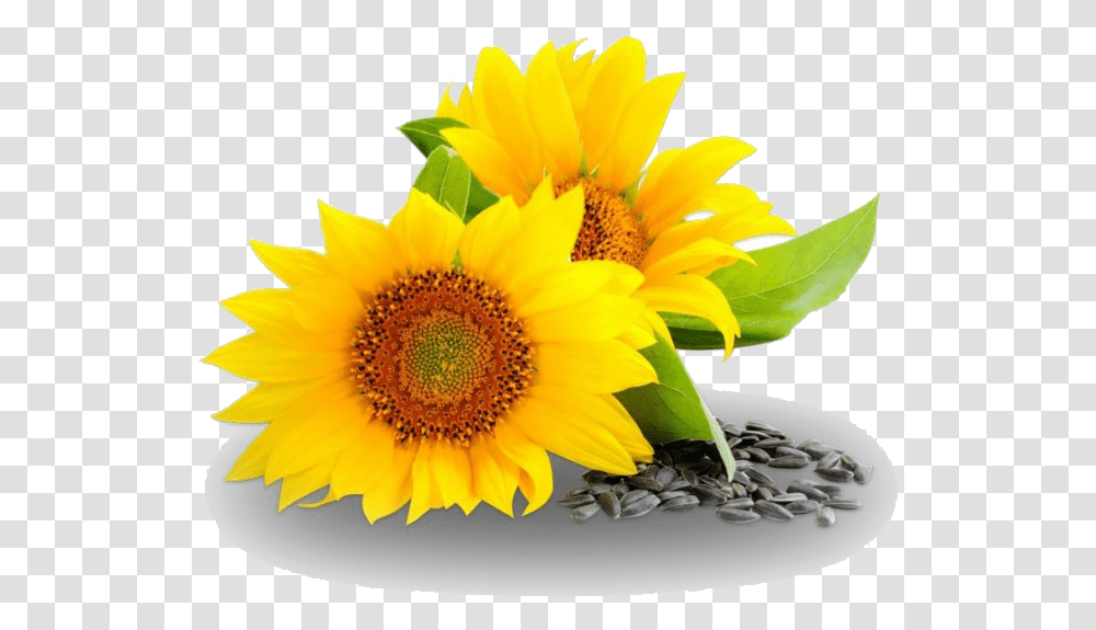 Sunflower And Oil, Plant, Blossom, Daisy, Daisies Transparent Png