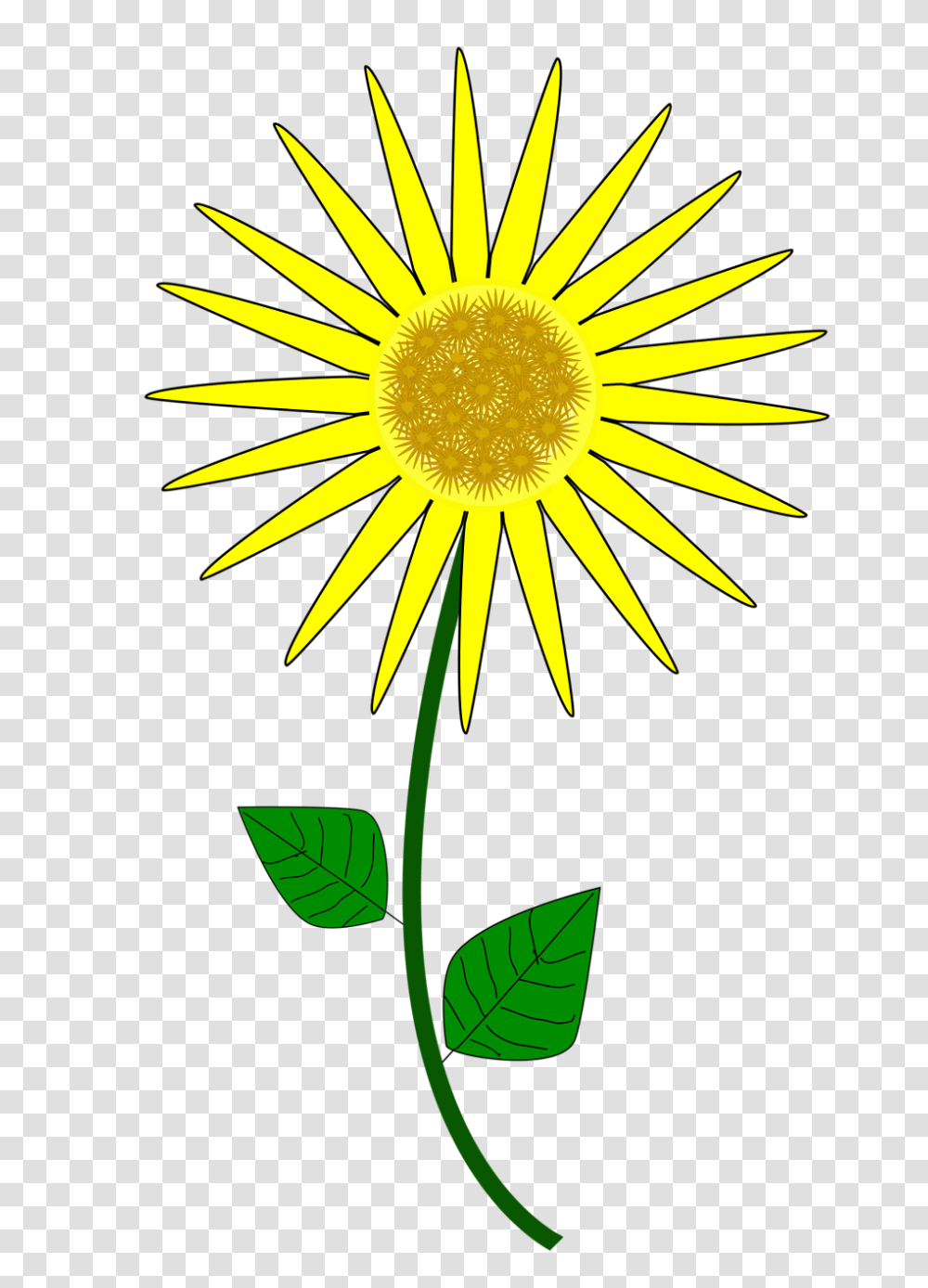 Sunflower August Clipart Explore Pictures, Plant, Blossom, Daisy, Daisies Transparent Png