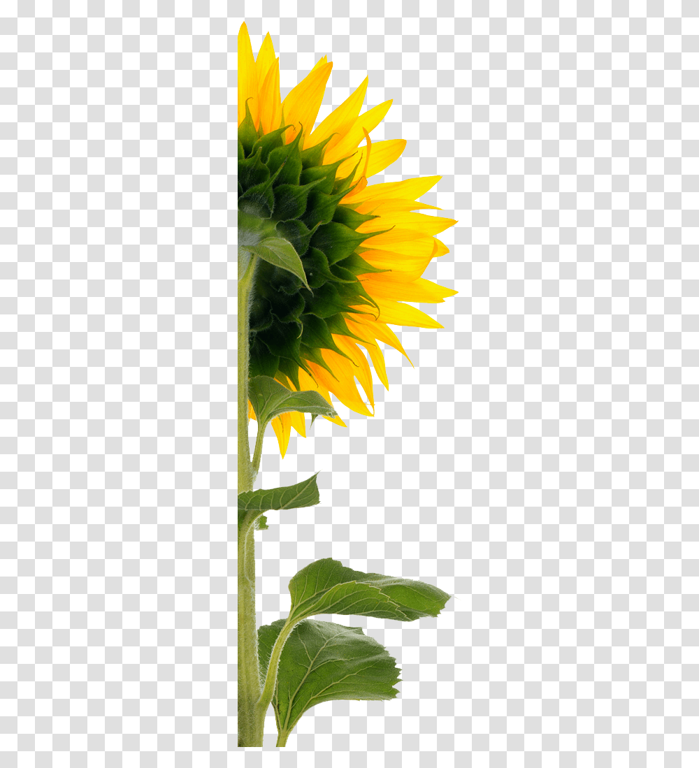 Sunflower Back Sunflower, Plant, Blossom, Fractal, Pattern Transparent Png