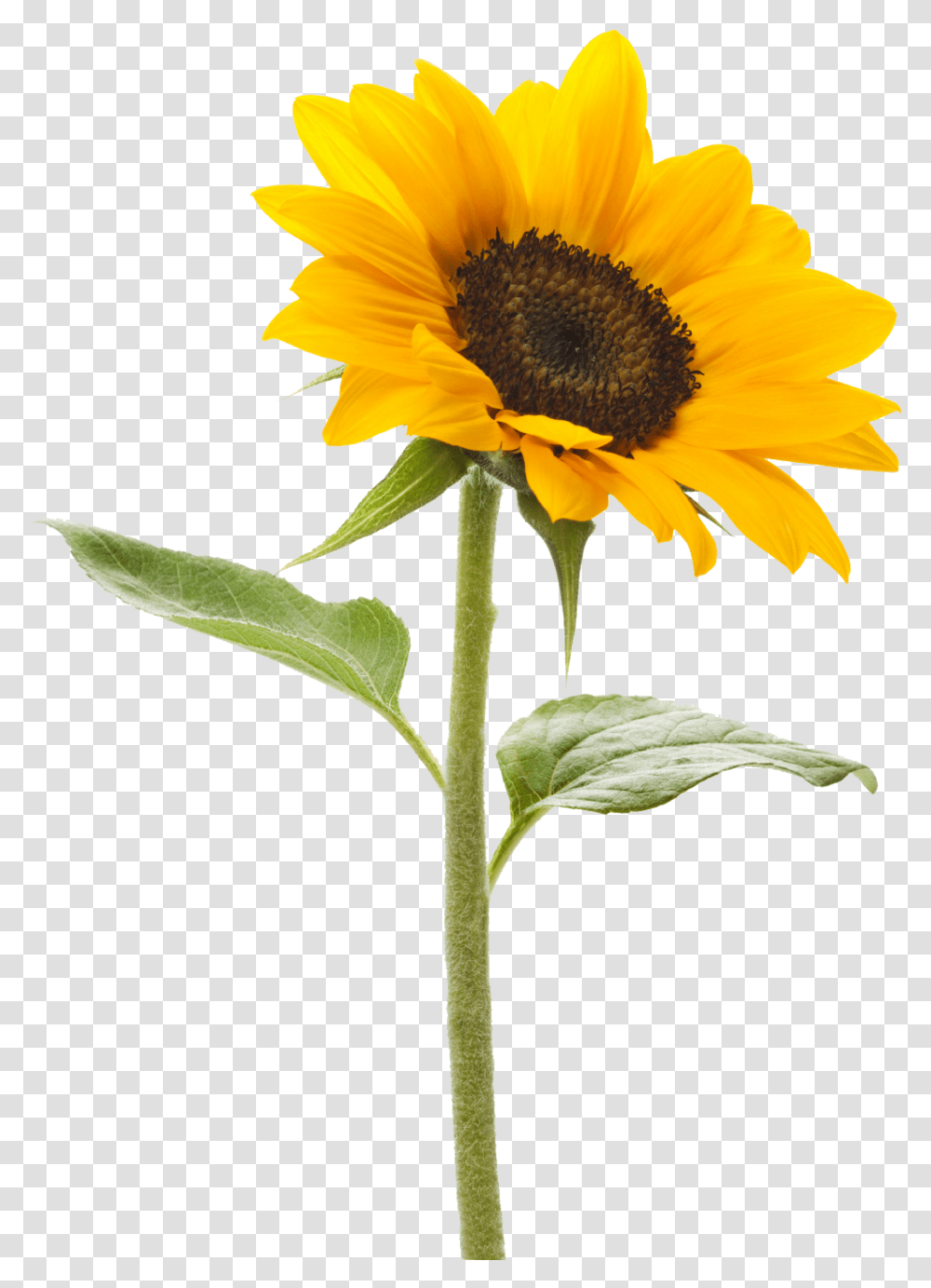 Sunflower Background Background Sunflower, Plant, Blossom, Daisy, Daisies Transparent Png