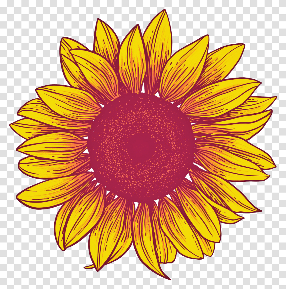 Sunflower Background Background Sunflower, Plant, Daisy, Daisies, Treasure Flower Transparent Png