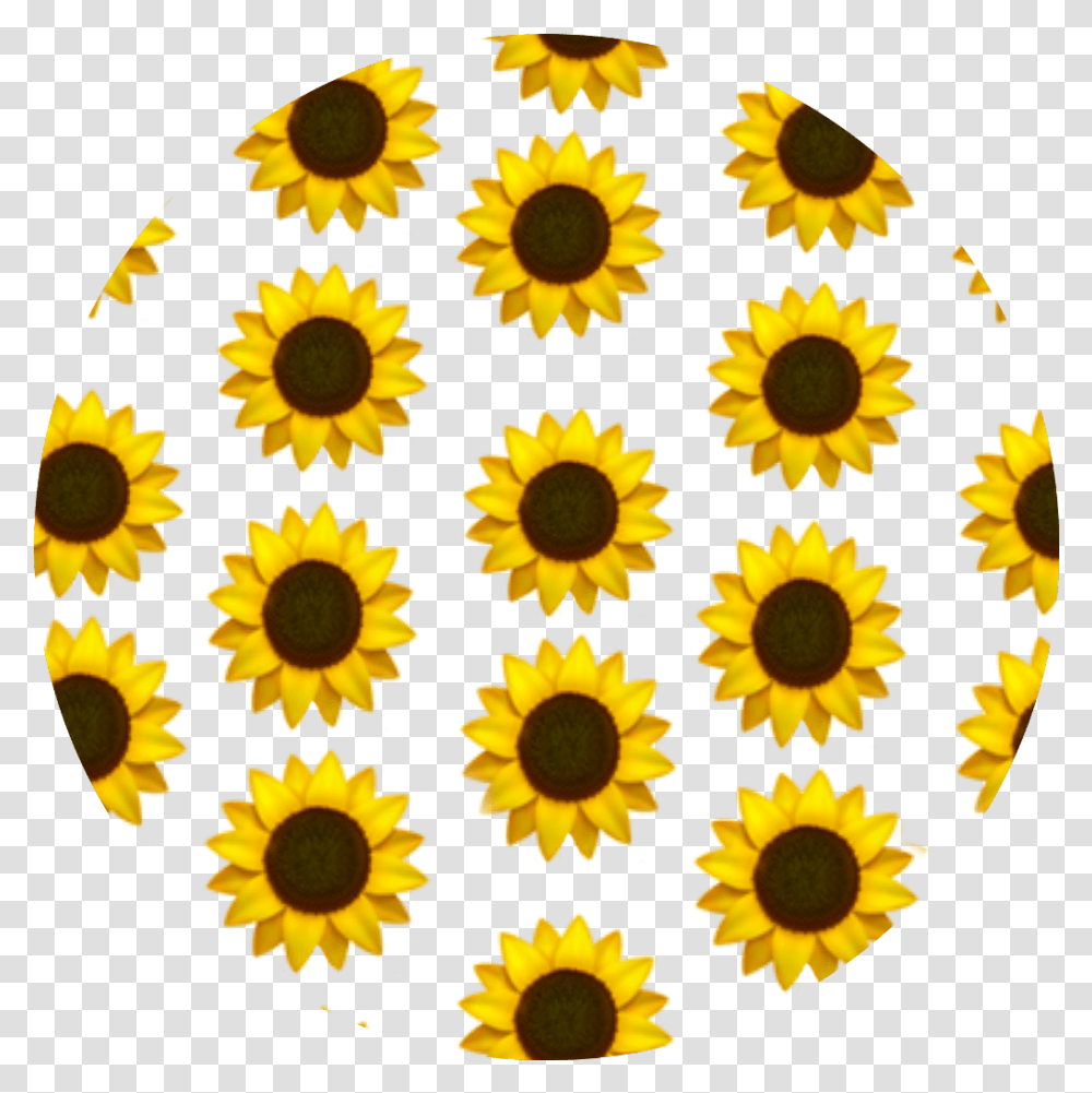 Sunflower Background, Plant, Blossom, Daisy, Daisies Transparent Png