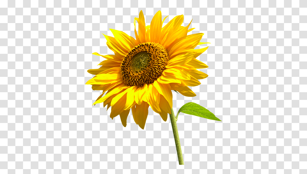 Sunflower Background Sun Flower In, Plant, Blossom, Daisy, Daisies Transparent Png