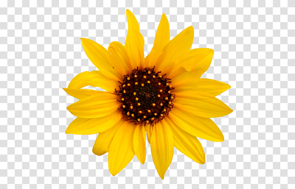 Sunflower Background Sunflower, Plant, Blossom, Daisy, Daisies Transparent Png