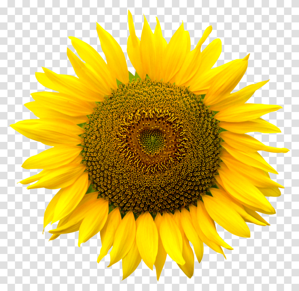 Sunflower Background Sunflower, Plant, Blossom Transparent Png