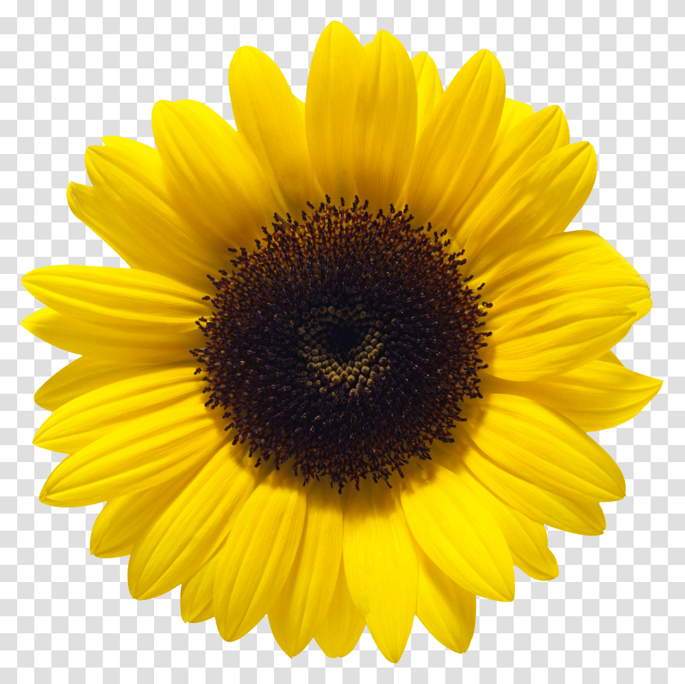 Sunflower Background Sunflower Transparent Png