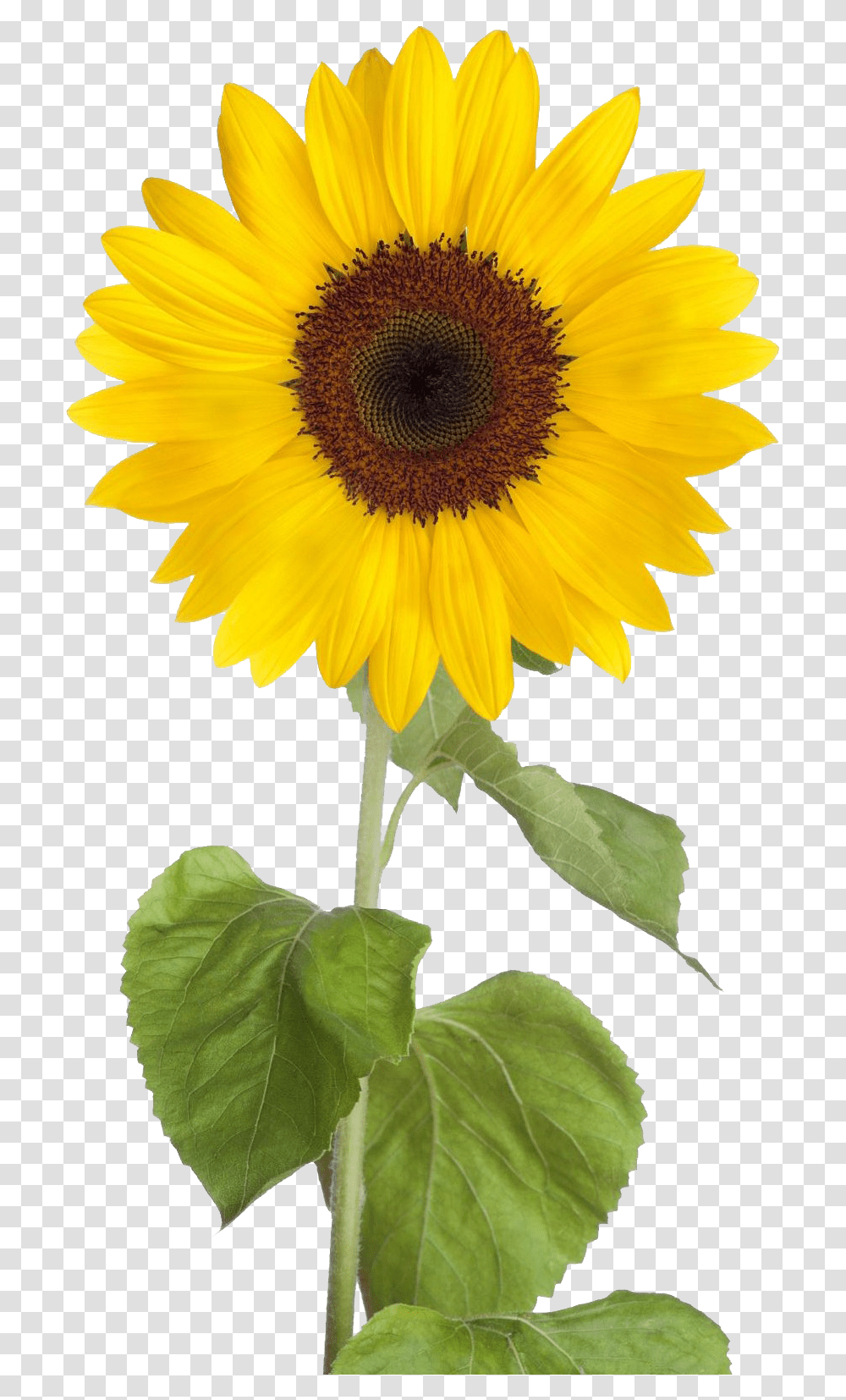 Sunflower Background Sunflowers Clipart Background, Plant, Blossom Transparent Png