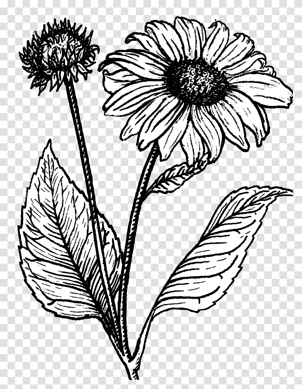 Sunflower Black And White Line Drawing Sunflower, Plant, Daisy, Daisies, Blossom Transparent Png