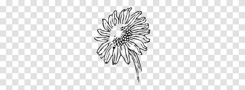 Sunflower Black White Line Art Tattoo Tatoo Variety, Plant, Blossom, Petal, Stencil Transparent Png