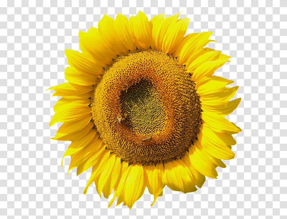 Sunflower Blossom Bloom Summer Yellow Nature Hoa Huong Duong, Plant, Daisy, Daisies Transparent Png