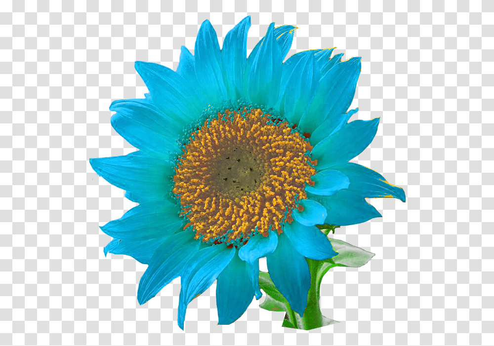 Sunflower Blue Sunflowers, Plant, Blossom, Daisy, Daisies Transparent Png