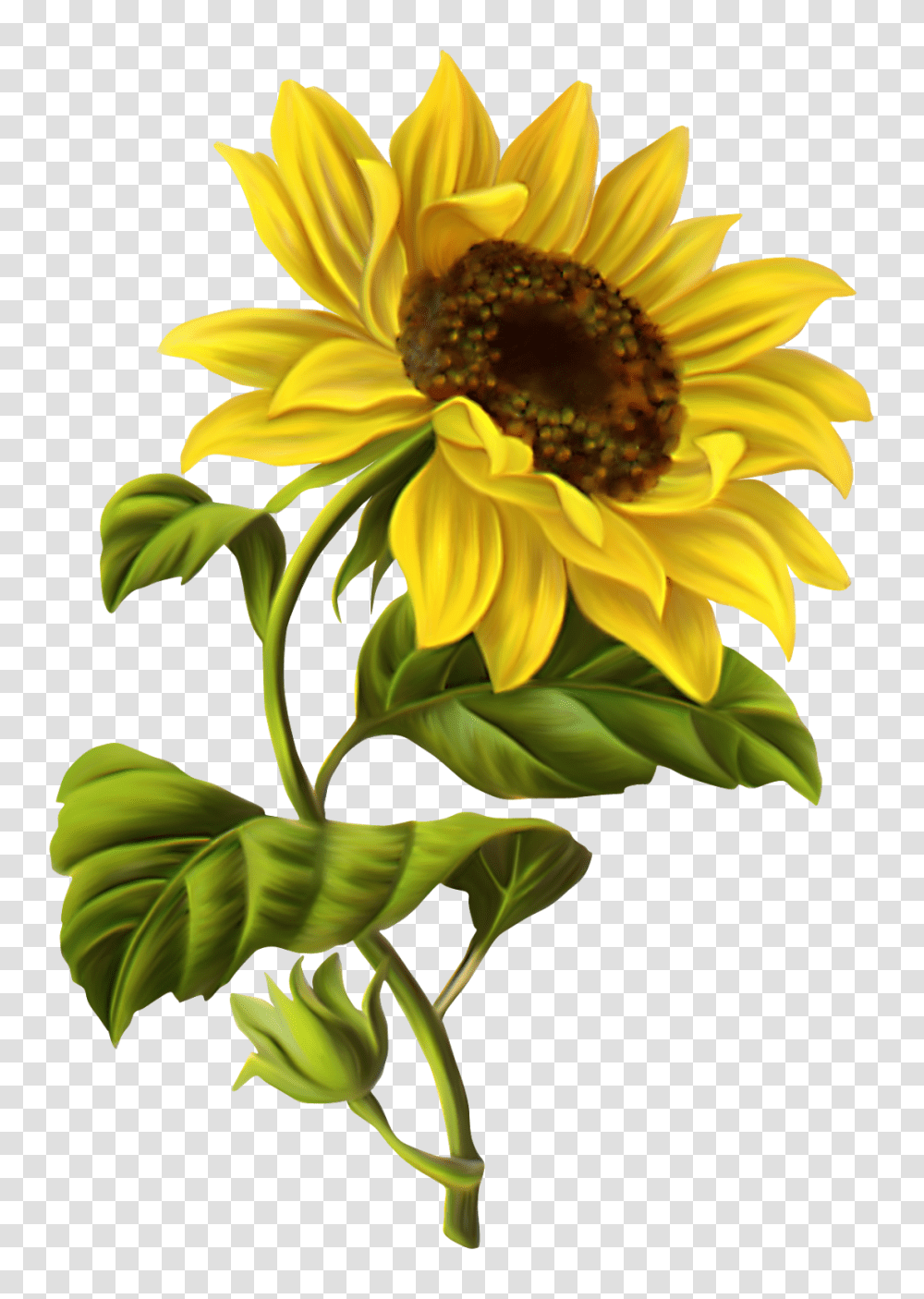 Sunflower Border Clip Art, Plant, Blossom, Daisy, Daisies Transparent Png
