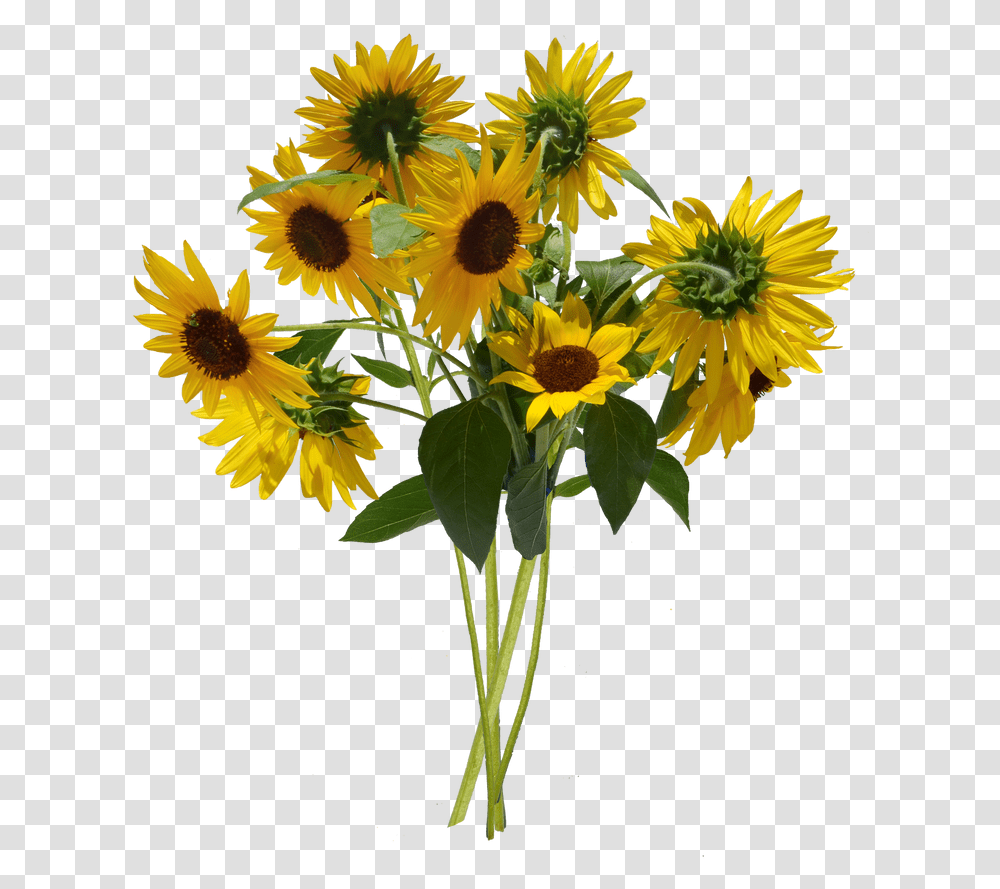 Sunflower Bunch Clip Art Bunch Of Sunflowers, Plant, Blossom, Flower Arrangement, Flower Bouquet Transparent Png
