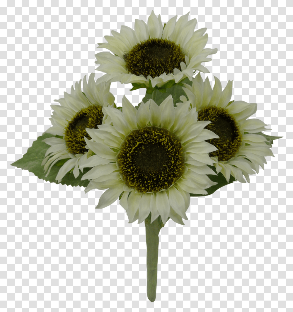 Sunflower Bush Cream 4 Bouquet, Plant, Blossom, Daisy, Daisies Transparent Png