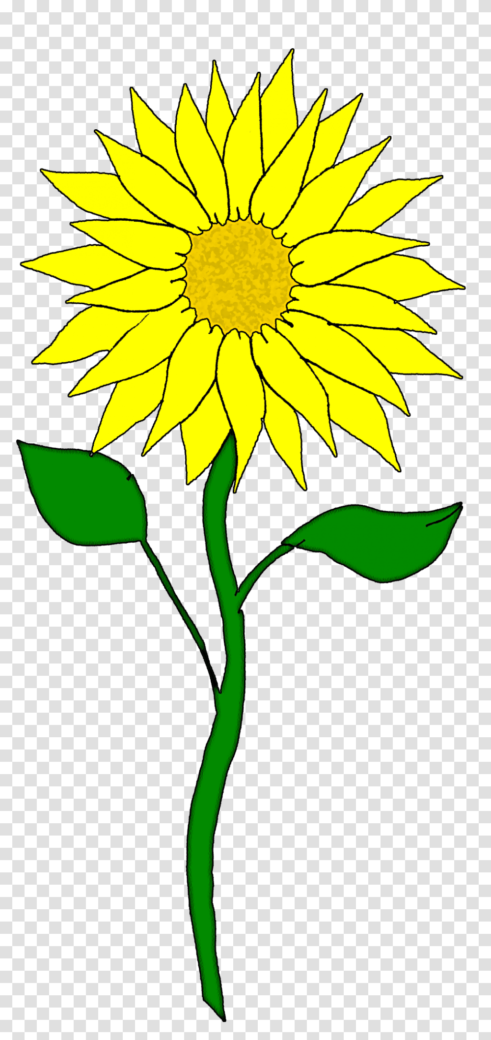Sunflower Button Cliparts, Plant, Blossom, Petal, Daisy Transparent Png