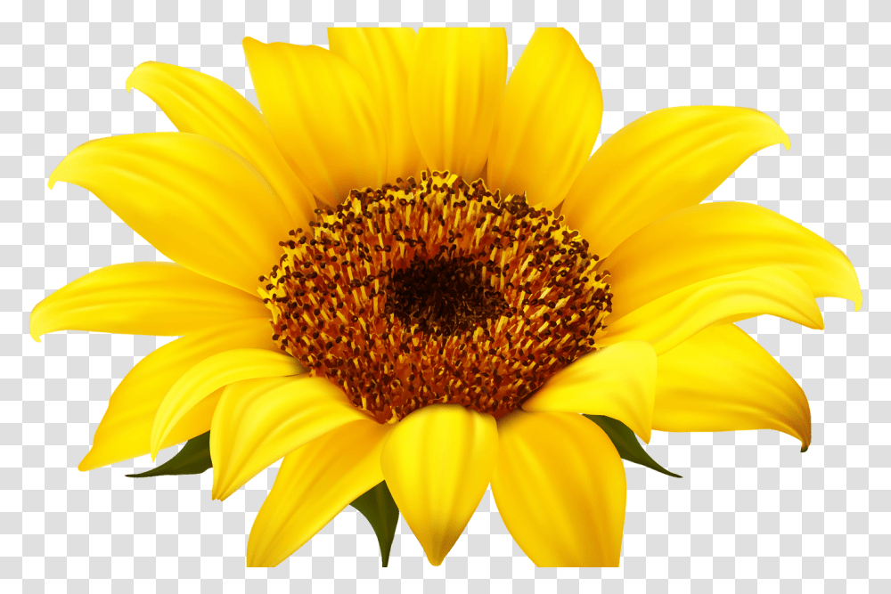 Sunflower Clear Background Sunflower, Plant, Blossom, Daisy, Daisies Transparent Png