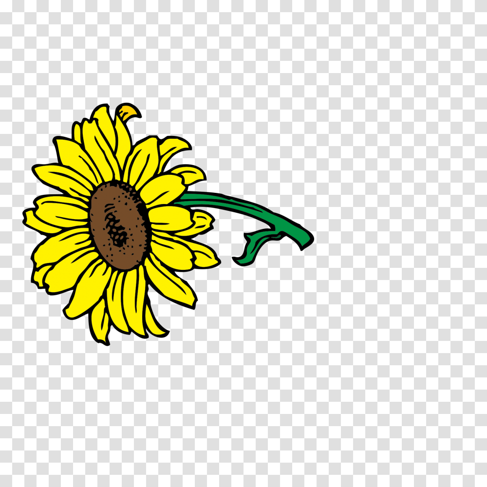 Sunflower Clip Art Clip Art, Plant, Blossom, Daisy, Daisies Transparent Png