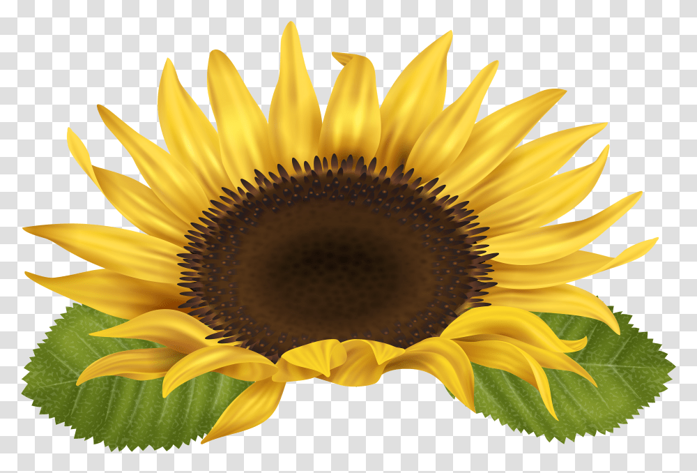Sunflower Clip Art Image Gallery High Quality Free Clip Art Sunflower Transparent Png