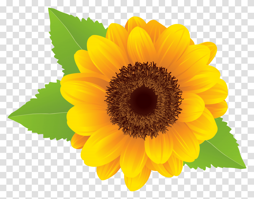 Sunflower Clip Art Image Sunflower Flowers Clip Art Transparent Png