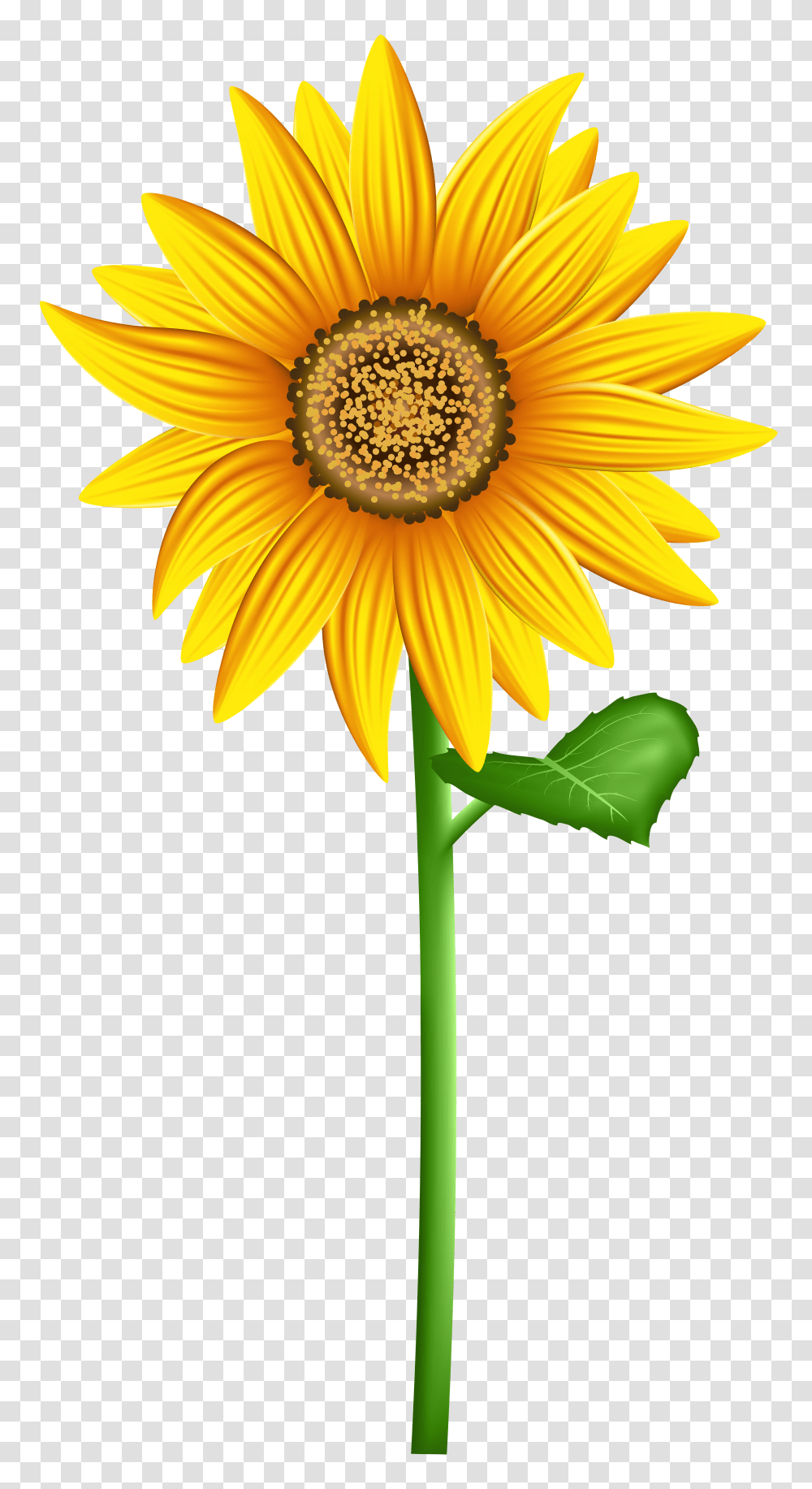 Sunflower Clip Art Transparent Png