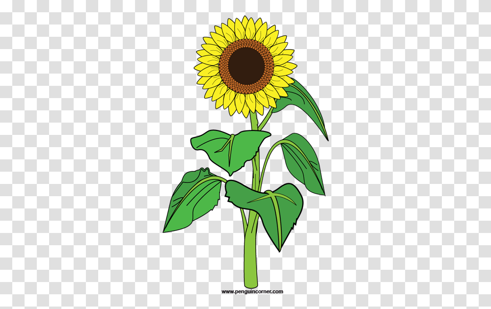 Sunflower Clipart 41037 Free Icons And Backgrounds Clipart Of A Sunflower, Plant, Blossom Transparent Png