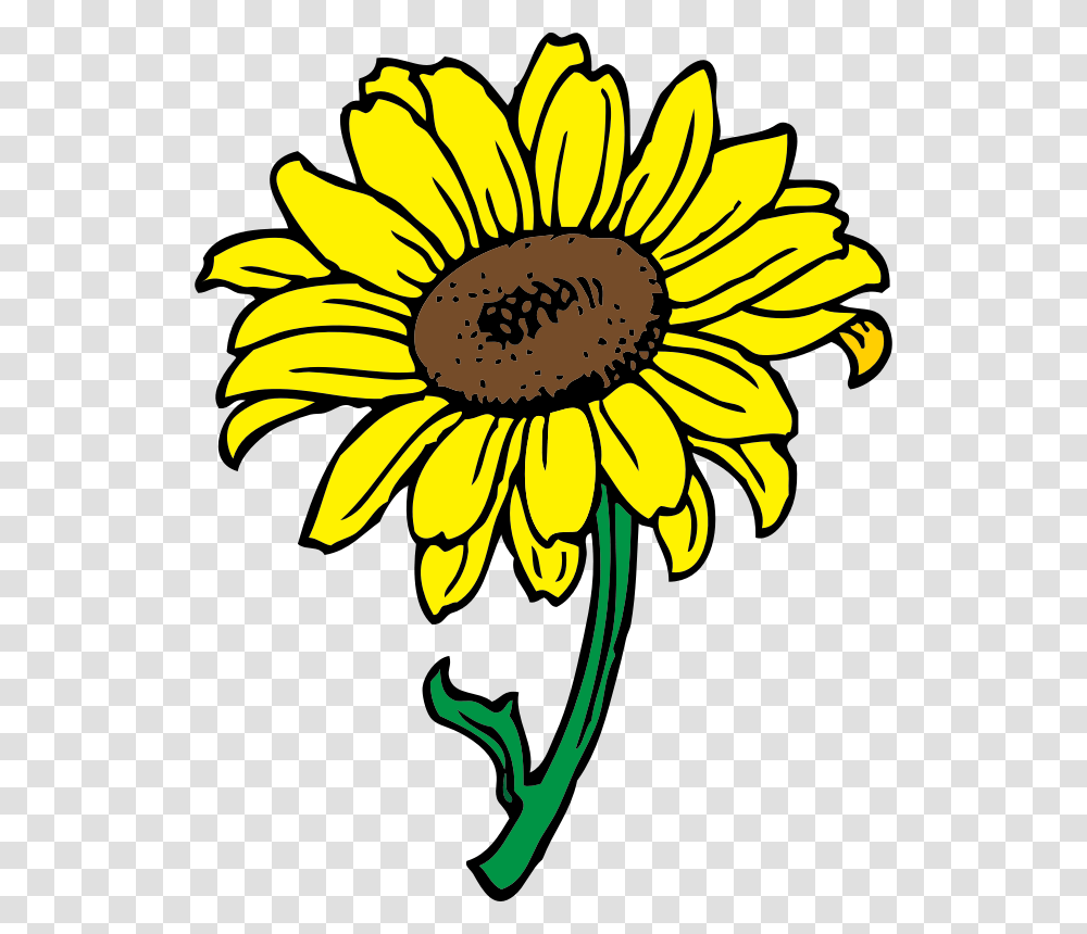 Sunflower Clipart Background Sunflower Flower Clip Art, Plant, Blossom, Daisy, Daisies Transparent Png