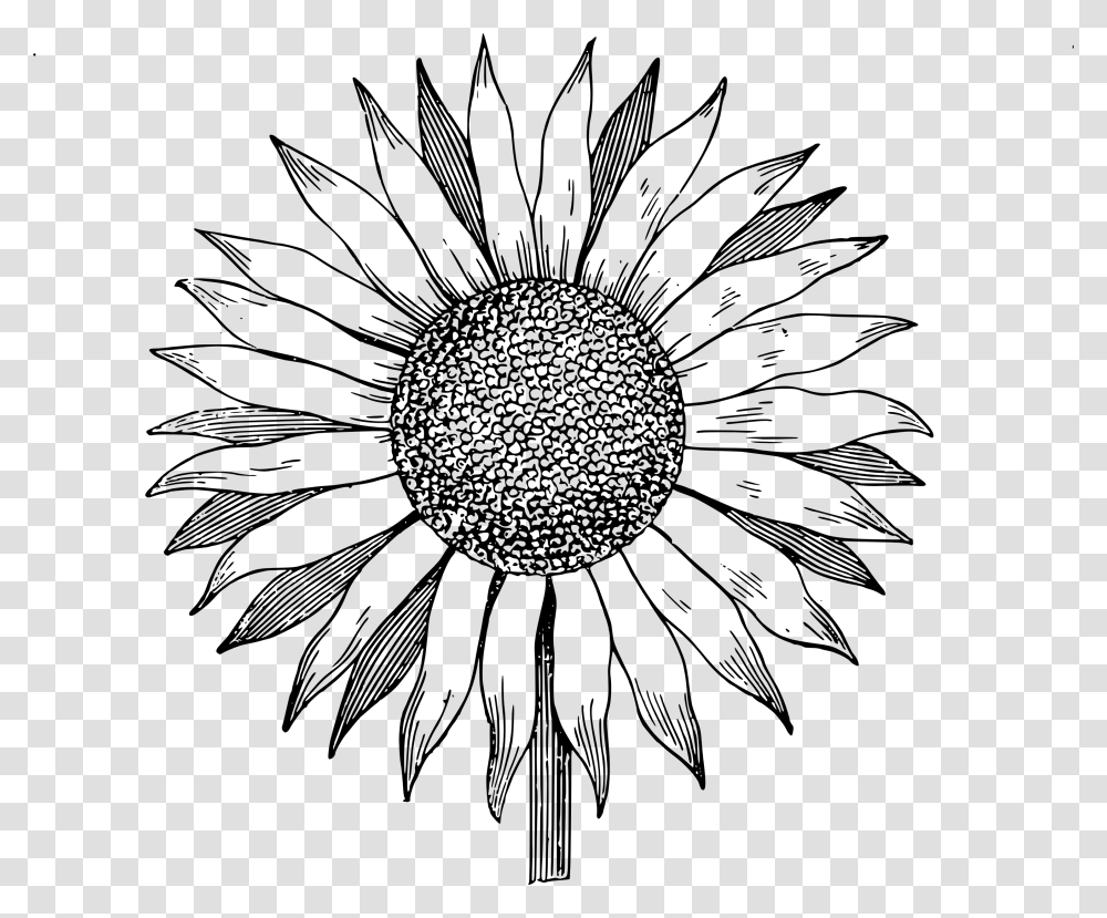 Sunflower Clipart Black And White, Silhouette, Stencil, Cross Transparent Png