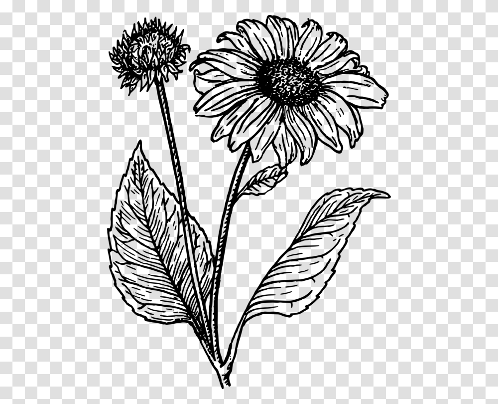 Sunflower Clipart Black And White Sunflower Line Drawing, Gray, World Of Warcraft Transparent Png