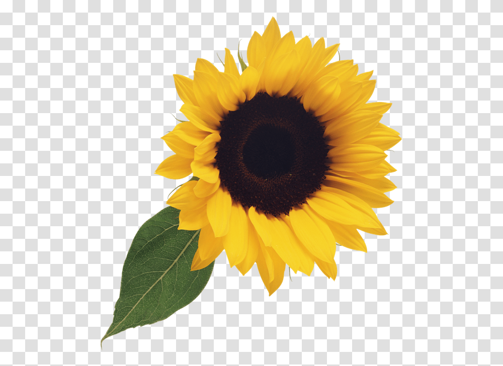 Sunflower Clipart Clear Background Sunflower Clipart, Plant, Blossom Transparent Png