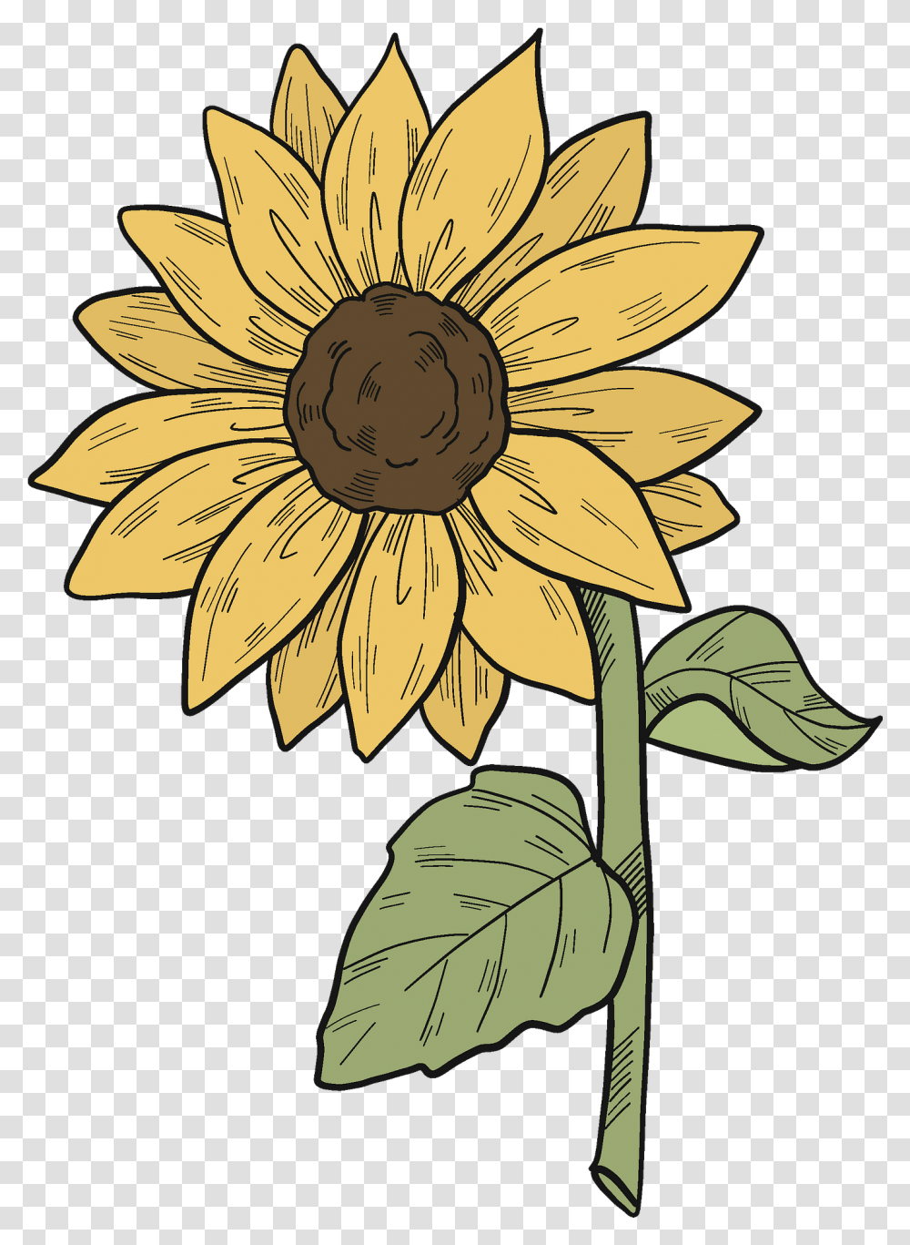 Sunflower Clipart Free Download Creazilla Sunflower 11 Petals Clipart Black And White, Plant, Blossom, Treasure Flower, Daisy Transparent Png