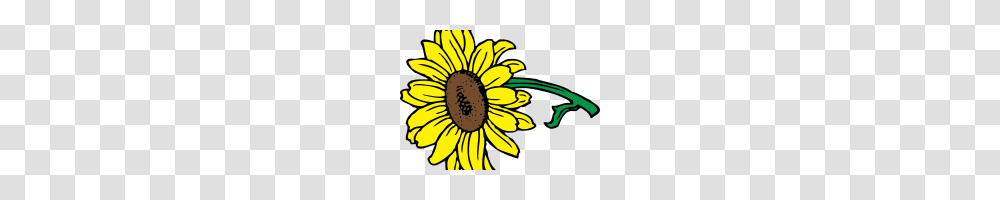 Sunflower Clipart Free Pencil Clipart House Clipart Online Download, Plant, Blossom, Daisy, Daisies Transparent Png