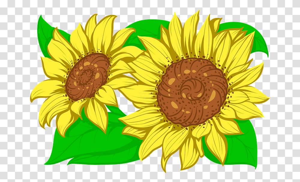 Sunflower Clipart Fresh, Plant, Blossom Transparent Png