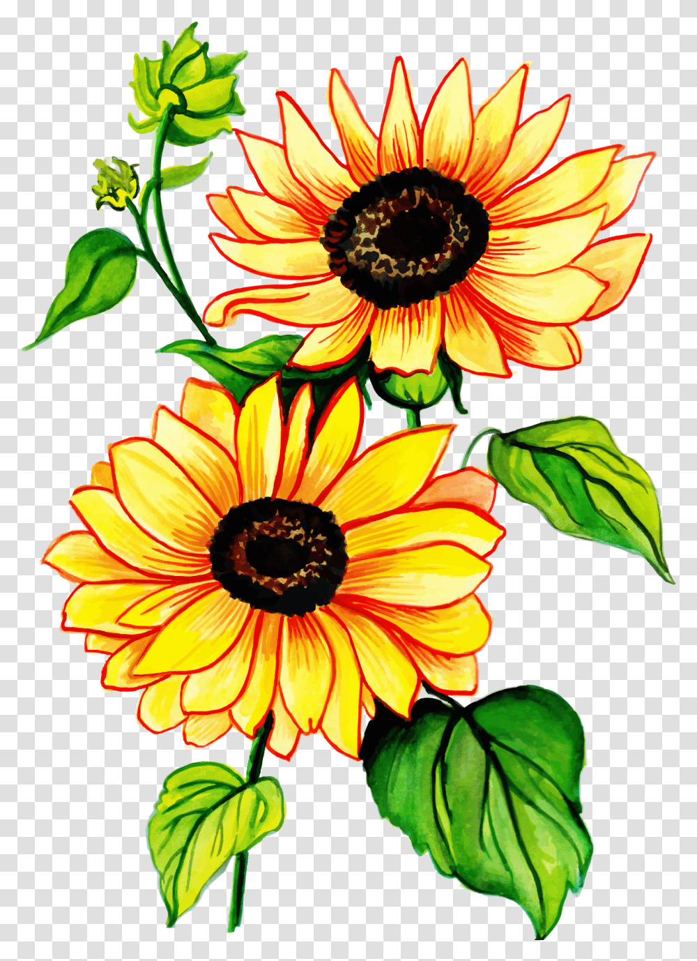 Sunflower Clipart Full Size Clipart 5350447 Pinclipart Fresh, Plant, Blossom, Treasure Flower, Daisy Transparent Png