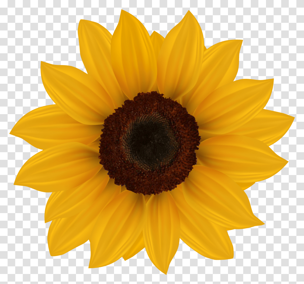 Sunflower Clipart Image Flower Clip Art Sunflower, Plant, Blossom Transparent Png