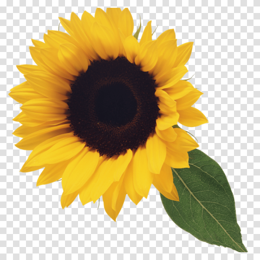 Sunflower Clipart Image Free Computer, Plant, Blossom Transparent Png