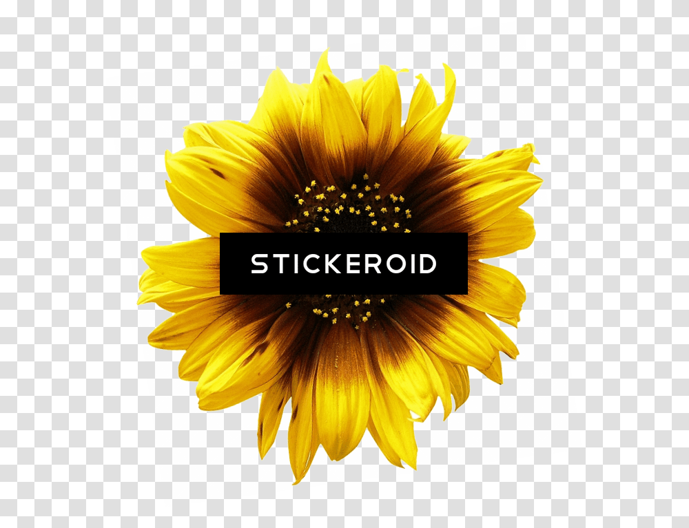 Sunflower Clipart No Background Duke Nukem Forever Box Art, Plant, Blossom, Petal, Dahlia Transparent Png