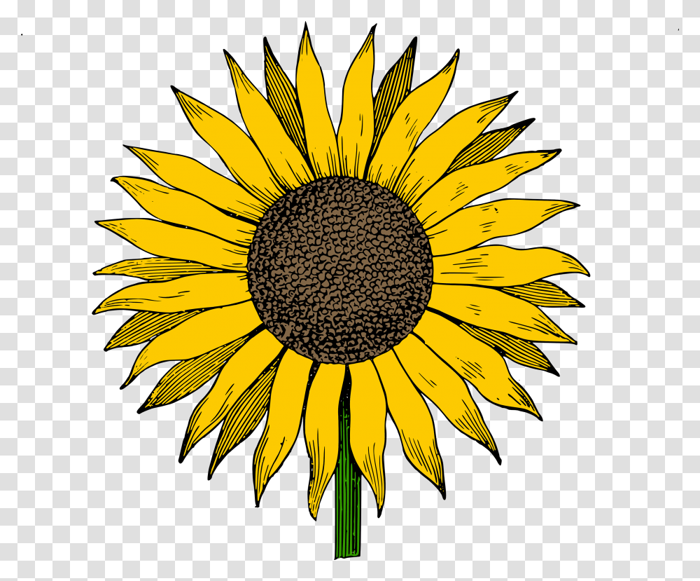 Sunflower Clipart, Plant, Blossom, Daisy, Daisies Transparent Png